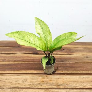 Rhaphidophora Variegata V.7