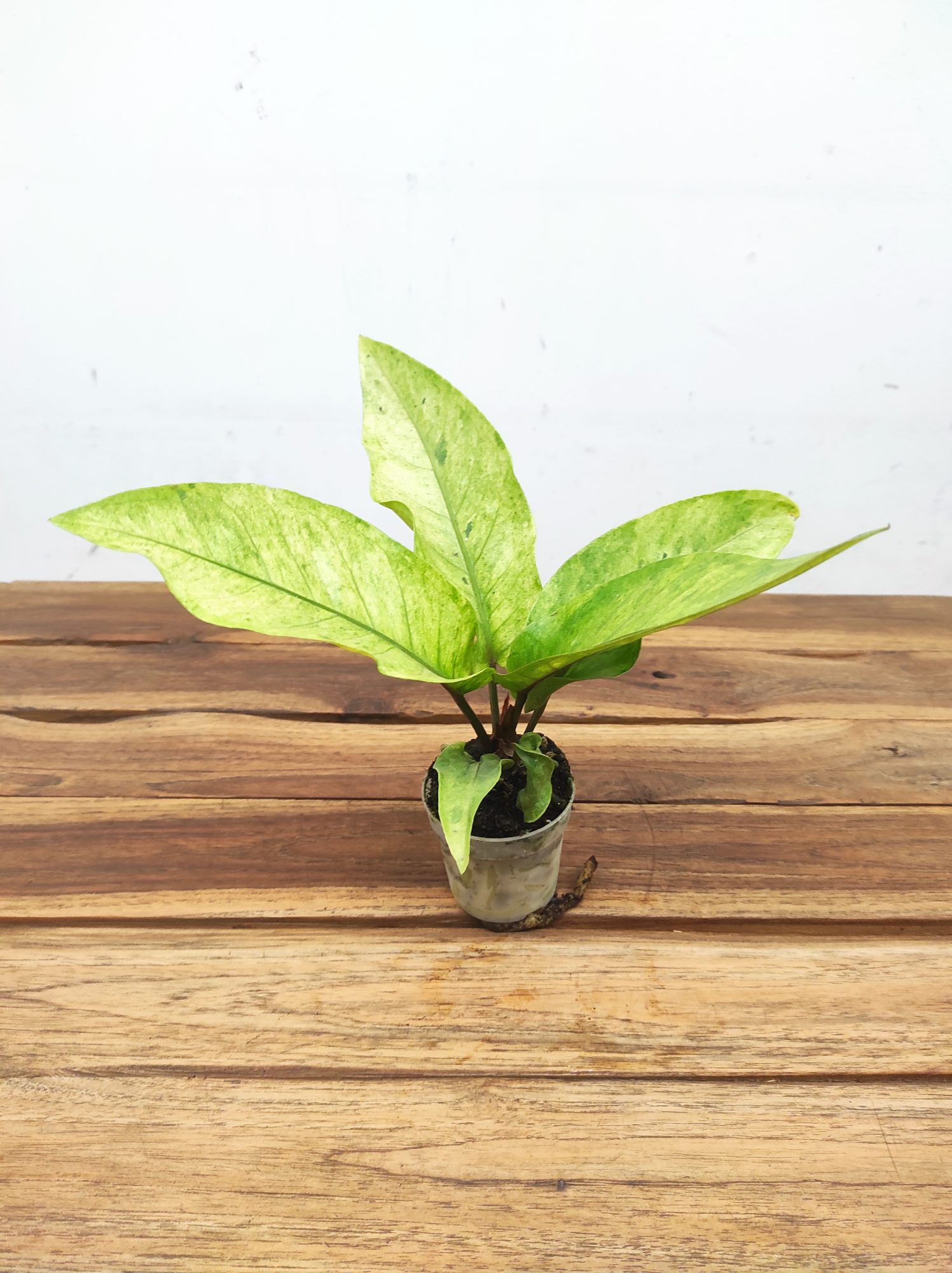 Rhaphidophora Variegata V.7