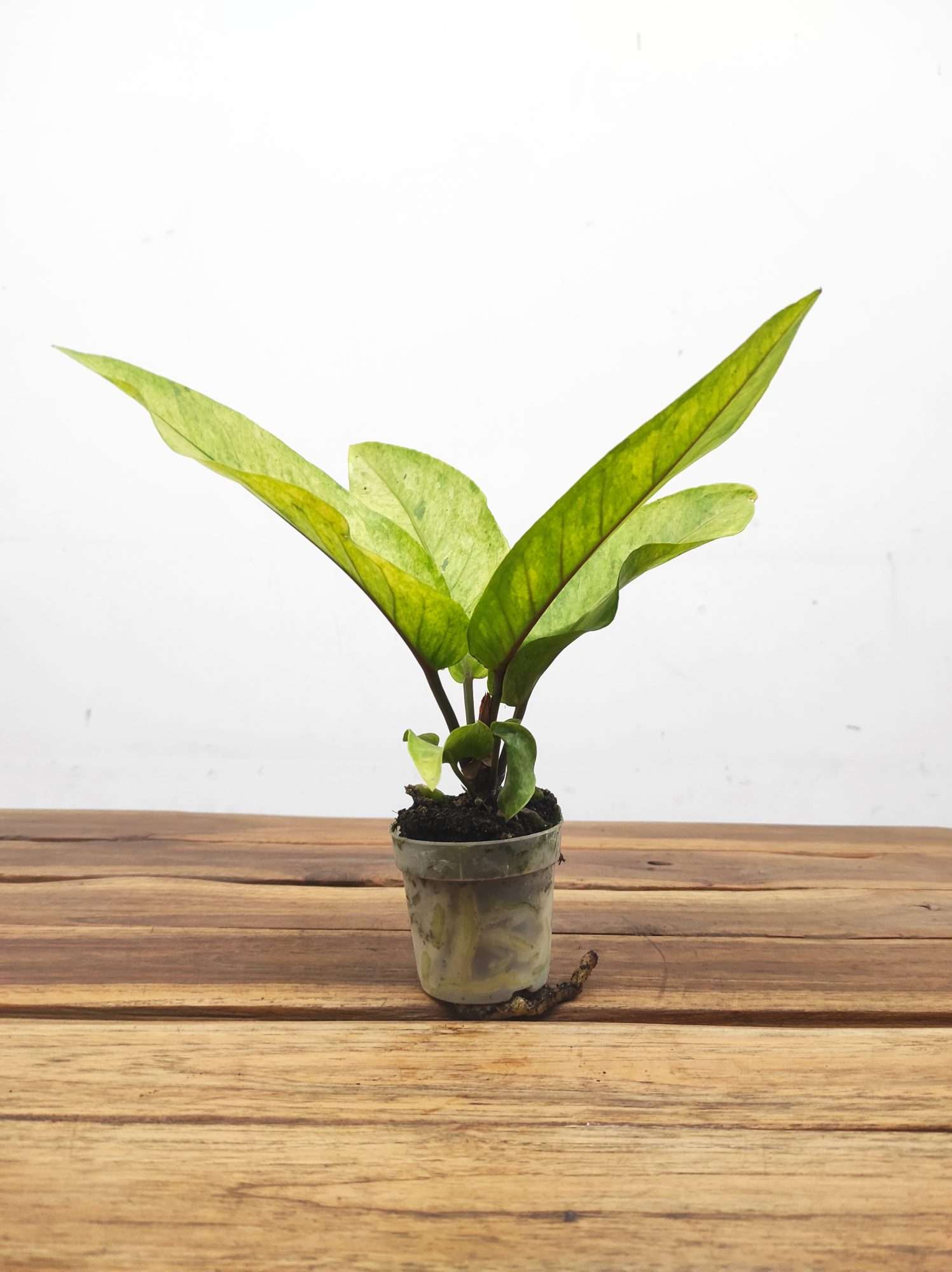 Rhaphidophora Variegata V.7 - Image 2