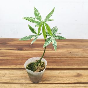 Pachira Aquatica Flabra Milky Way Variegata V.7