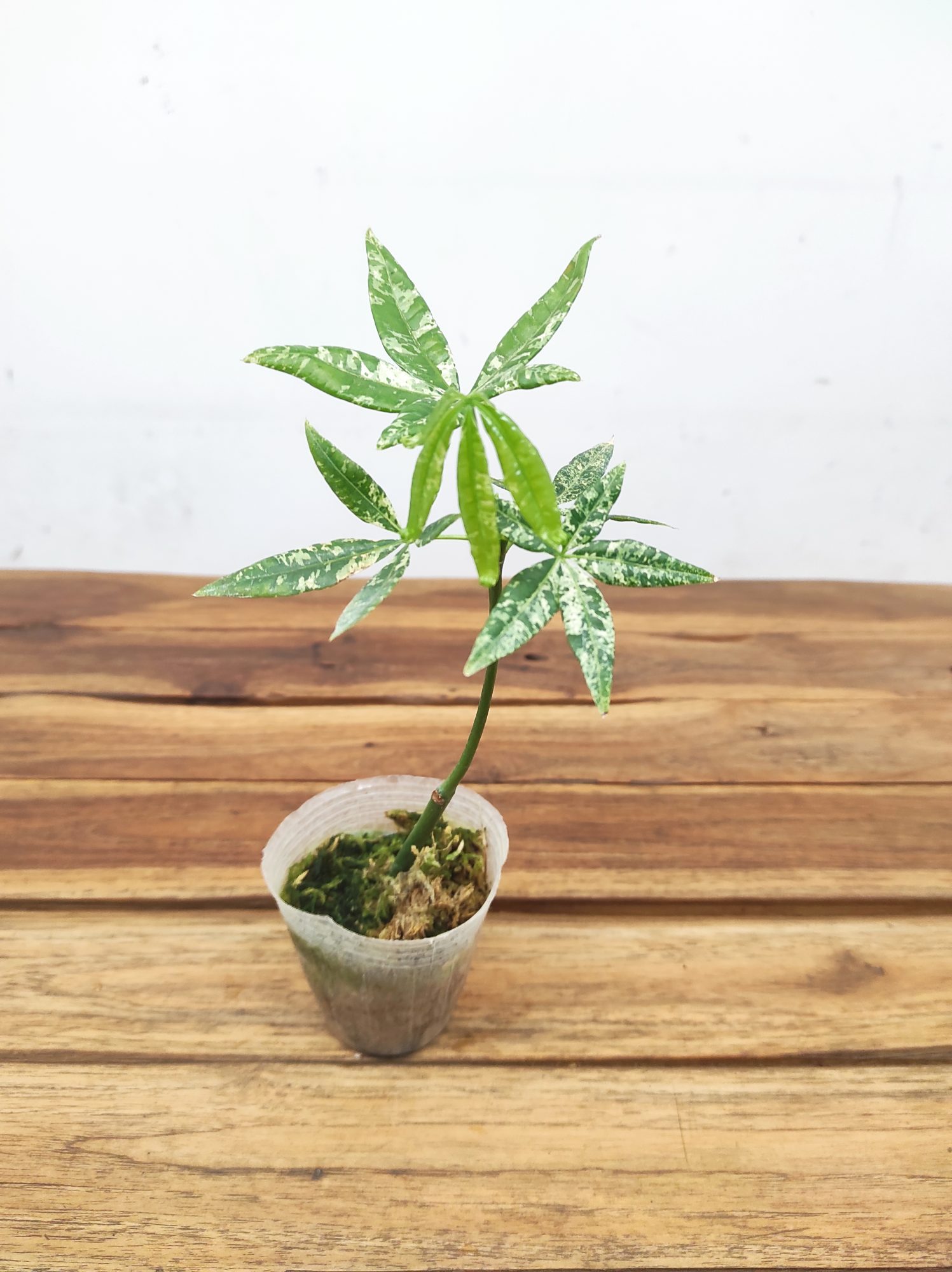 Pachira Aquatica Flabra Milky Way Variegata V.7