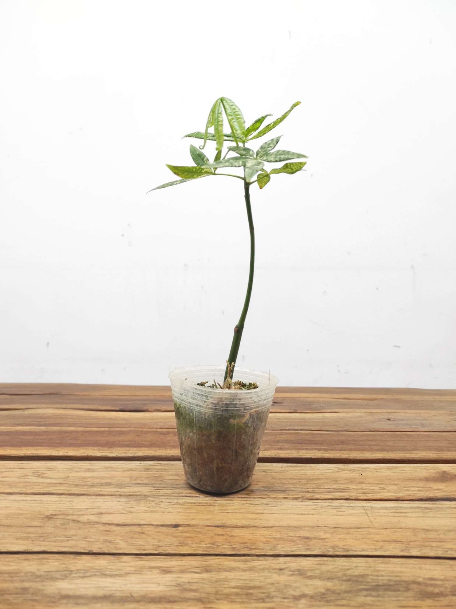 Pachira Aquatica Flabra Milky Way Variegata V.7 - Image 2