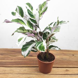 Calathea White Fusion V.14