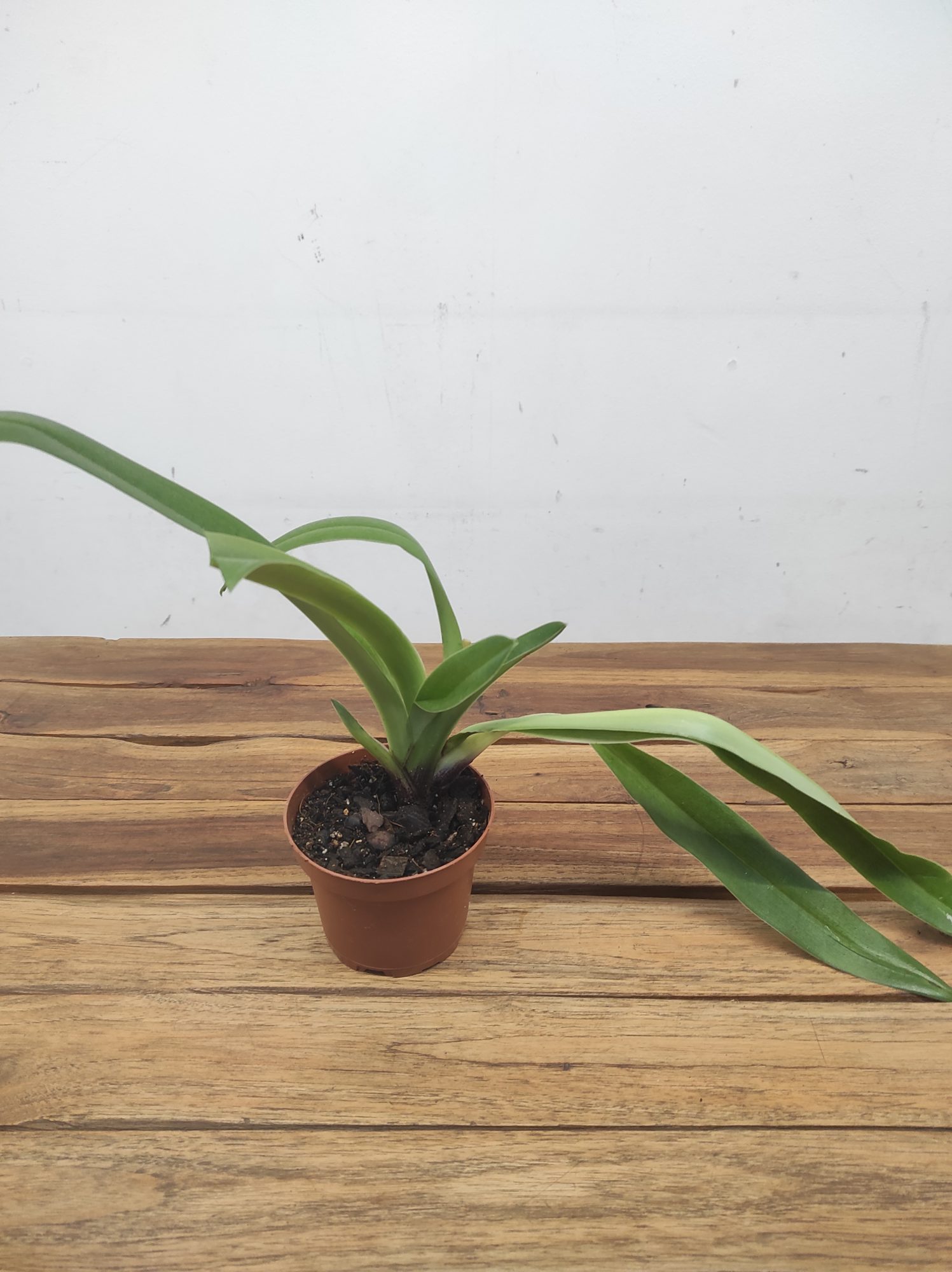 Paphiopedilum 'Maggie Bruges' - Sem Flor - Image 2