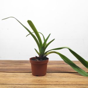 Paphiopedilum 'Maggie Bruges' - Sem Flor