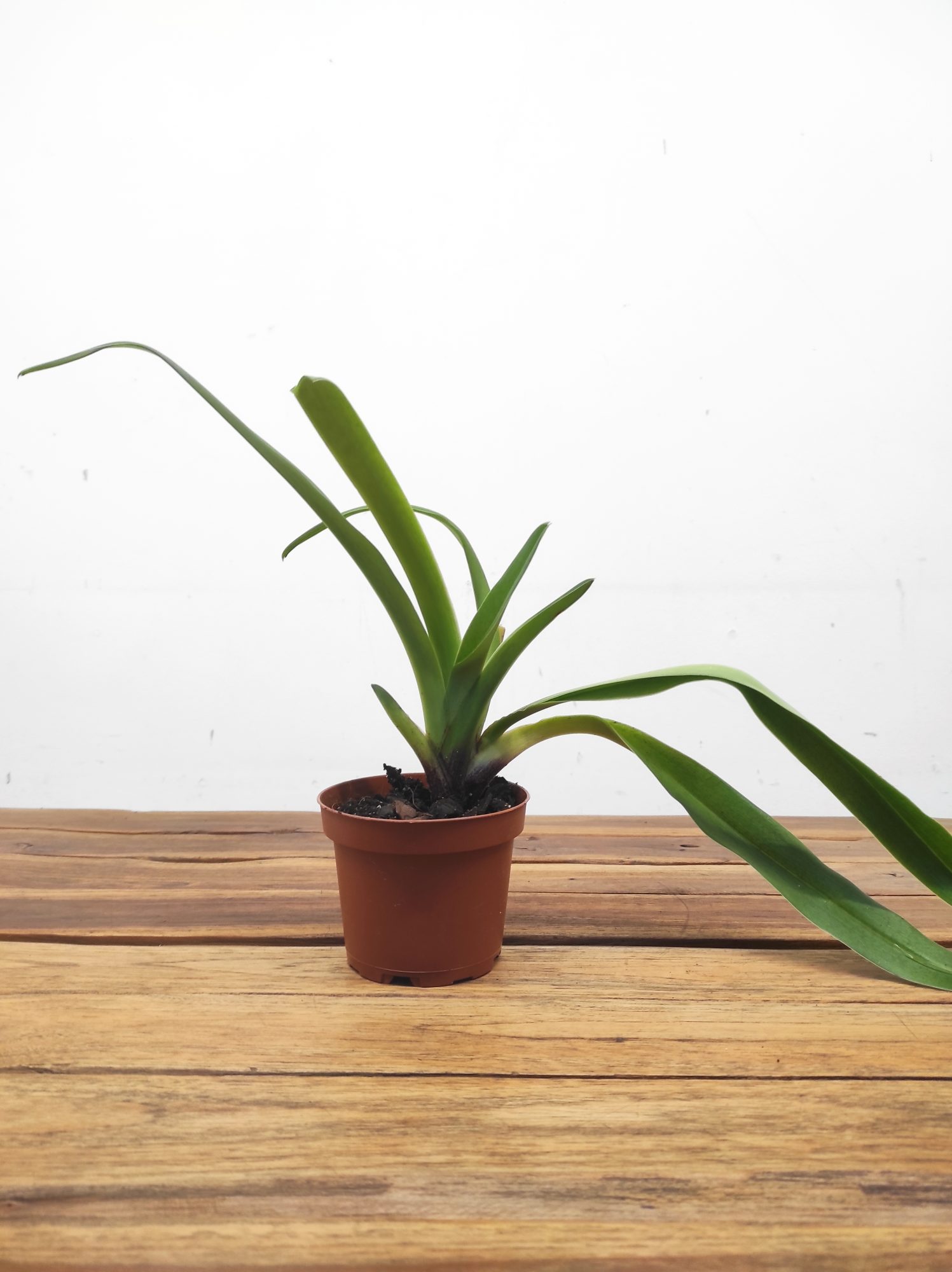 Paphiopedilum 'Maggie Bruges' - Sem Flor