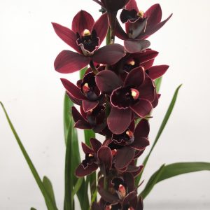 Cymbidium Cali Night 2-3 Hastes V.14