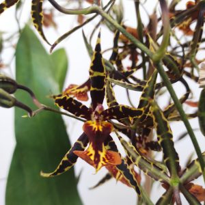 Oncidium Tigre - Com flor