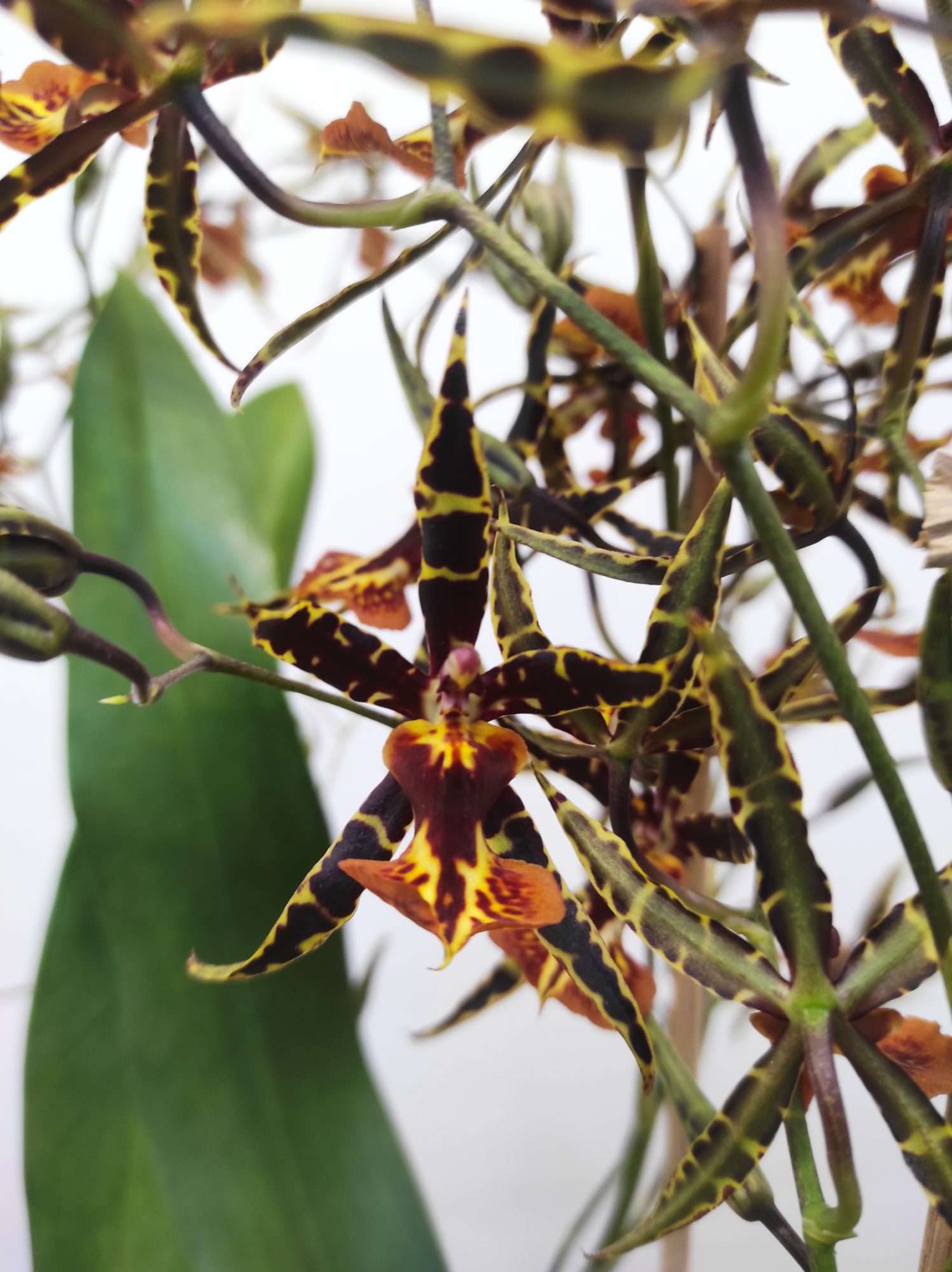 Oncidium Tigre - Com flor