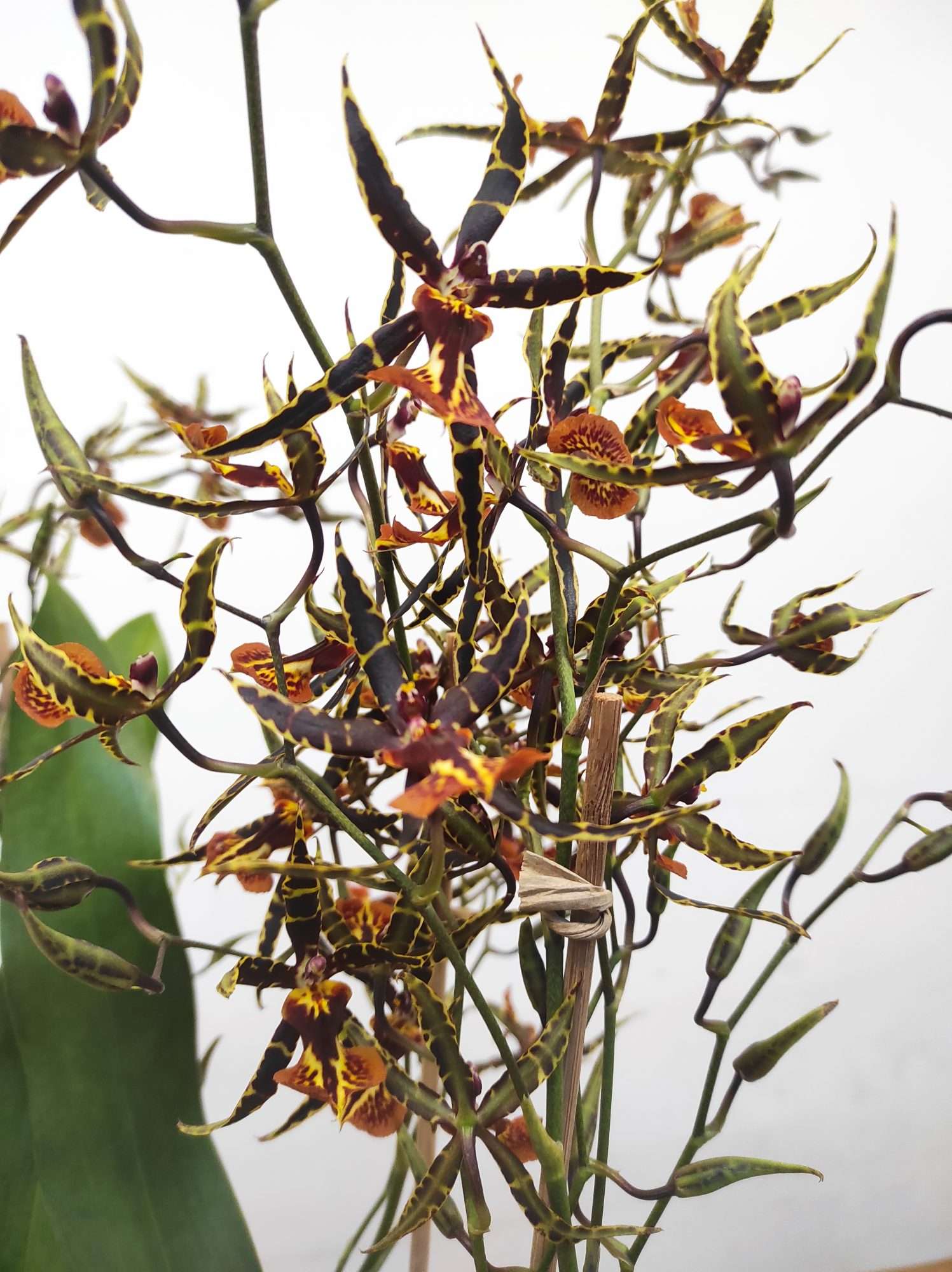 Oncidium Tigre - Com flor - Image 3