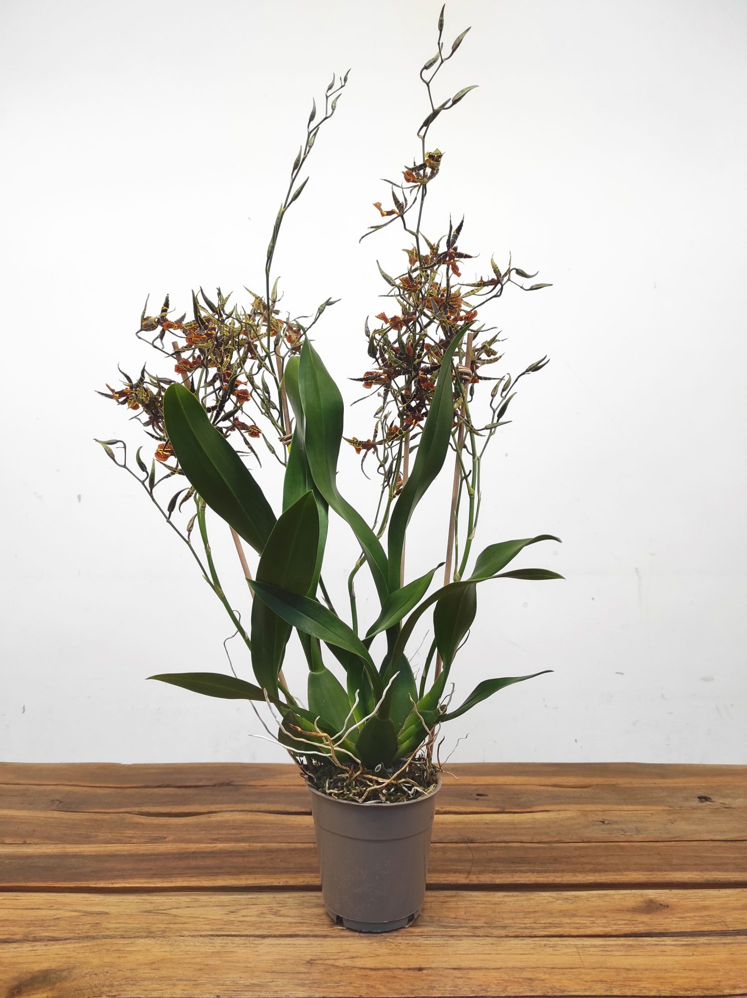 Oncidium Tigre - Com flor - Image 2