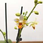 Phalaenopsis Mini Mark 2-3 Hastes