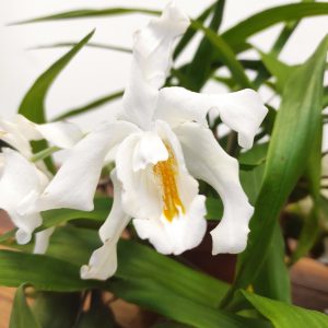 Coelogyne Cristata 2-3 Hastes