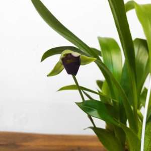 Cochleanthes 'Hybrid'