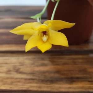 Promenaea Sunlight V.12