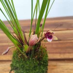 Maxillaria Astrosanguinea