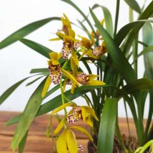 Cymbidium Spp 'Japan'