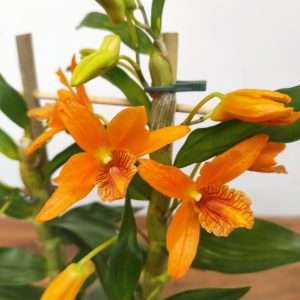 Dendrobium Stardust x Firebird