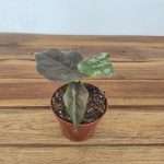 Alocasia Azlaniii