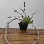 Dendrobium Pierardi X Looddigesii