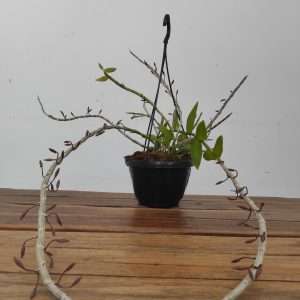 Dendrobium Pierardi X Looddigesii