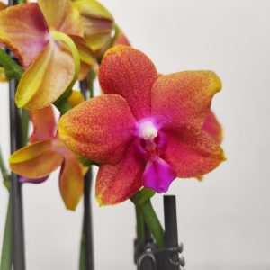 Phalaenopsis Liodoro 2 Hastes