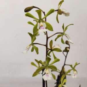 Epidendrum Floribundum