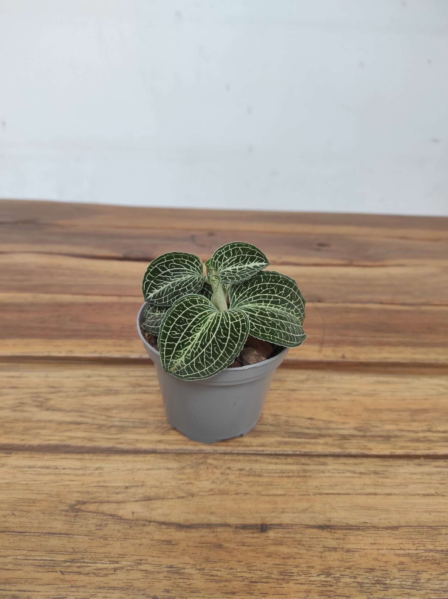 Anoectochilus Formosanus - Image 2