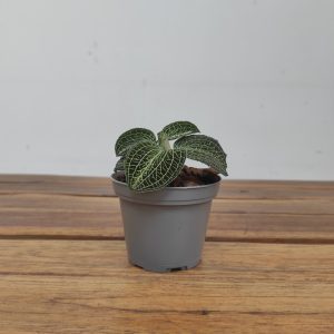 Anoectochilus Formosanus