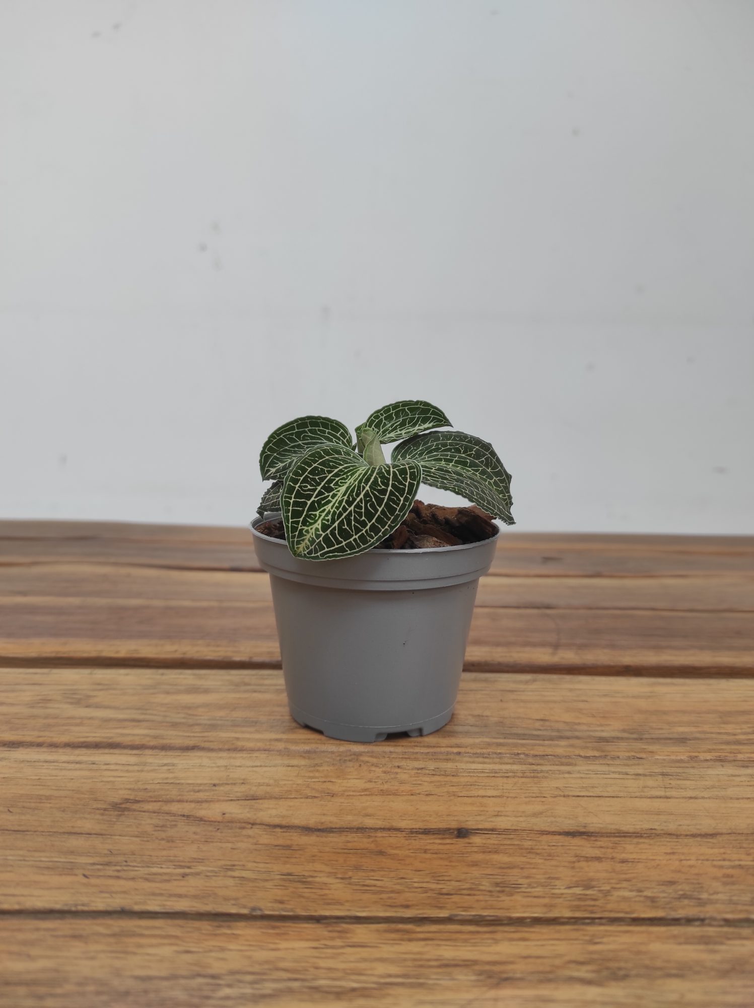 Anoectochilus Formosanus