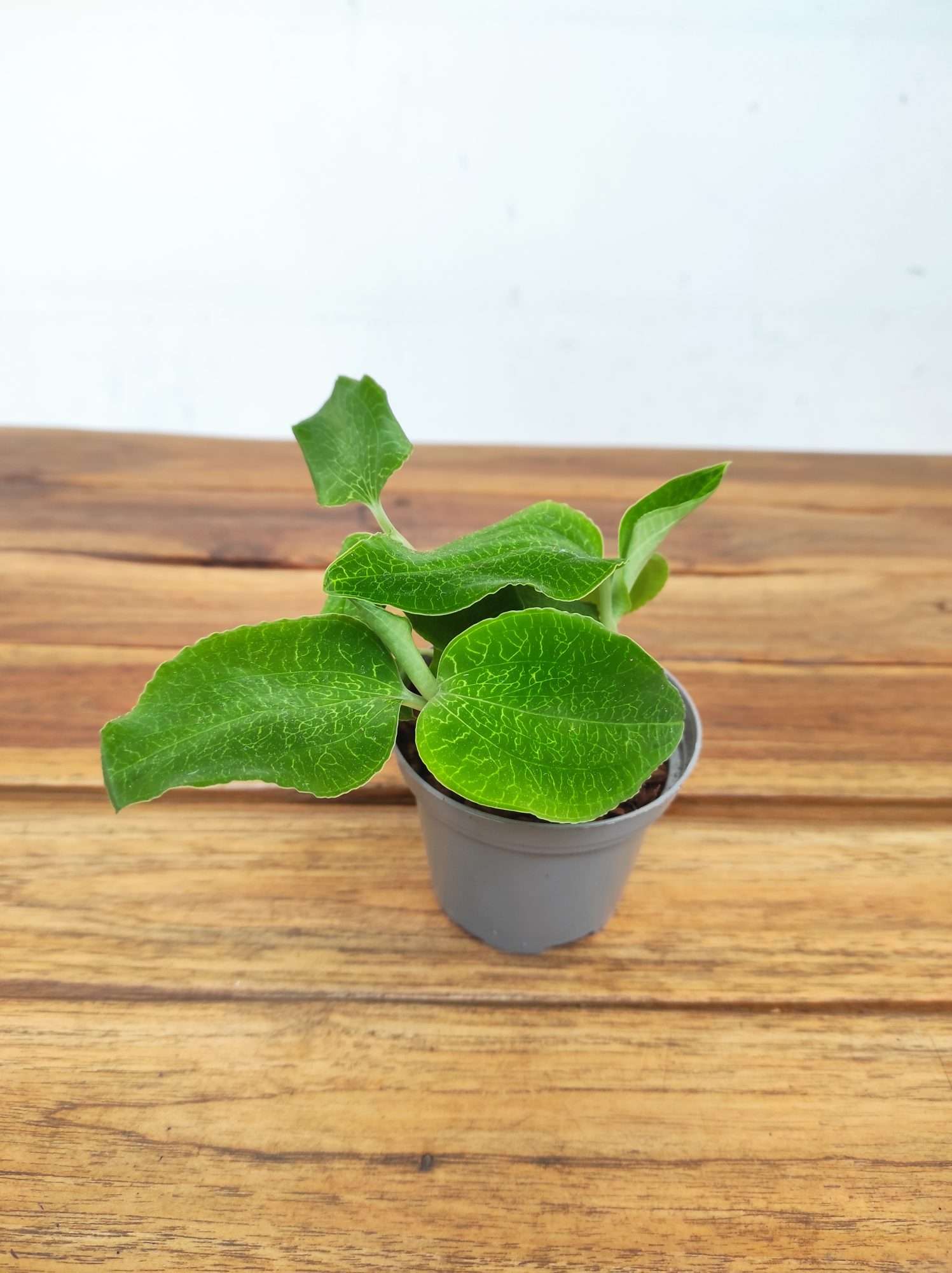 Goodyera Micholitziana - Image 2