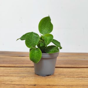 Goodyera Micholitziana