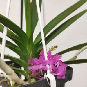 Ascocentrum Ampullaceum