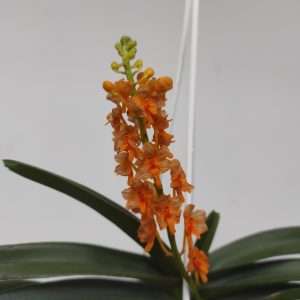 Ascocentrum Miniatum