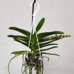 Perreiraara Bangkok Star