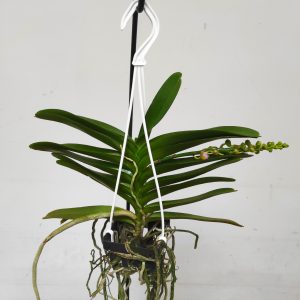 Perreiraara Bangkok Star