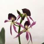 Encyclia Lancifolia x Epicattleya Mive Etoile