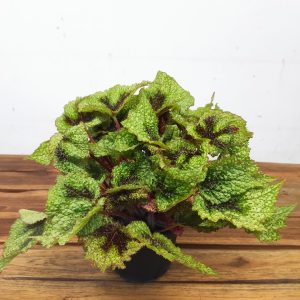 Begonia Masoniana Tricolor