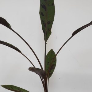 Musa 'Acuminata Zebrina'