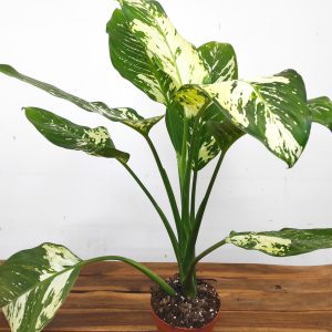 Dieffenbachia 'Yellow Star'