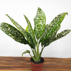Dieffenbachia Spoon