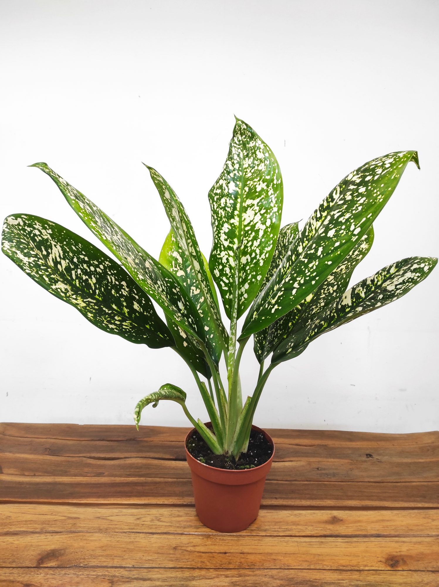 Dieffenbachia Spoon