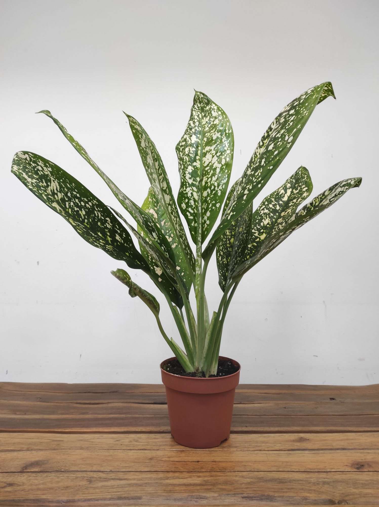 Dieffenbachia Spoon - Image 2