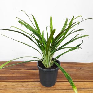 Aglaonema Bit Kisses