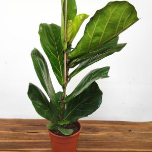 Ficus Lyrata