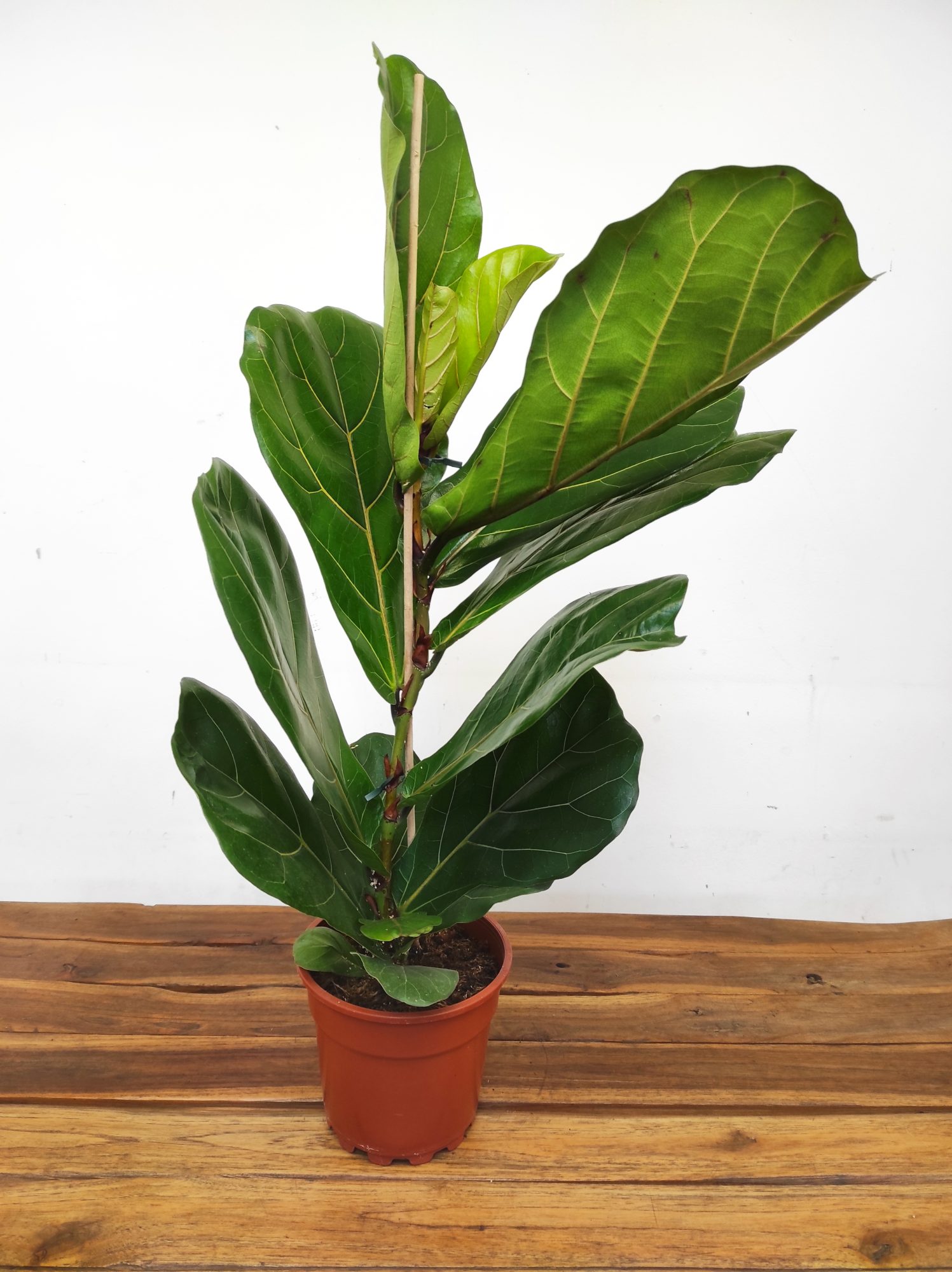 Ficus Lyrata