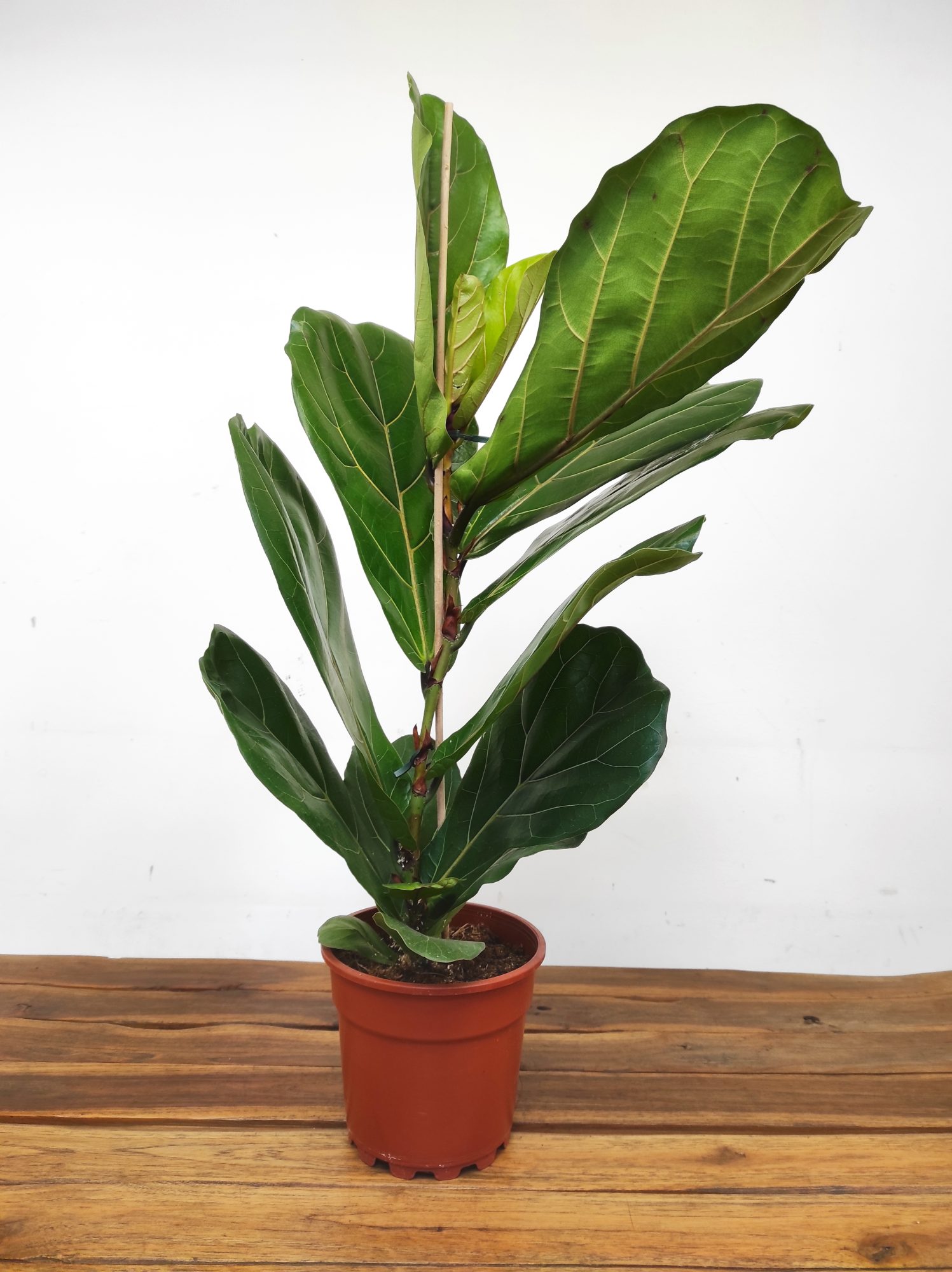 Ficus Lyrata - Image 2