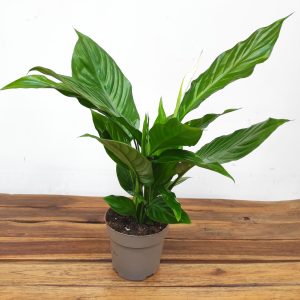 Spathiphyllum 'Sweet Silvio'