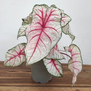 Caladium Bicolor 'Rhapsody'
