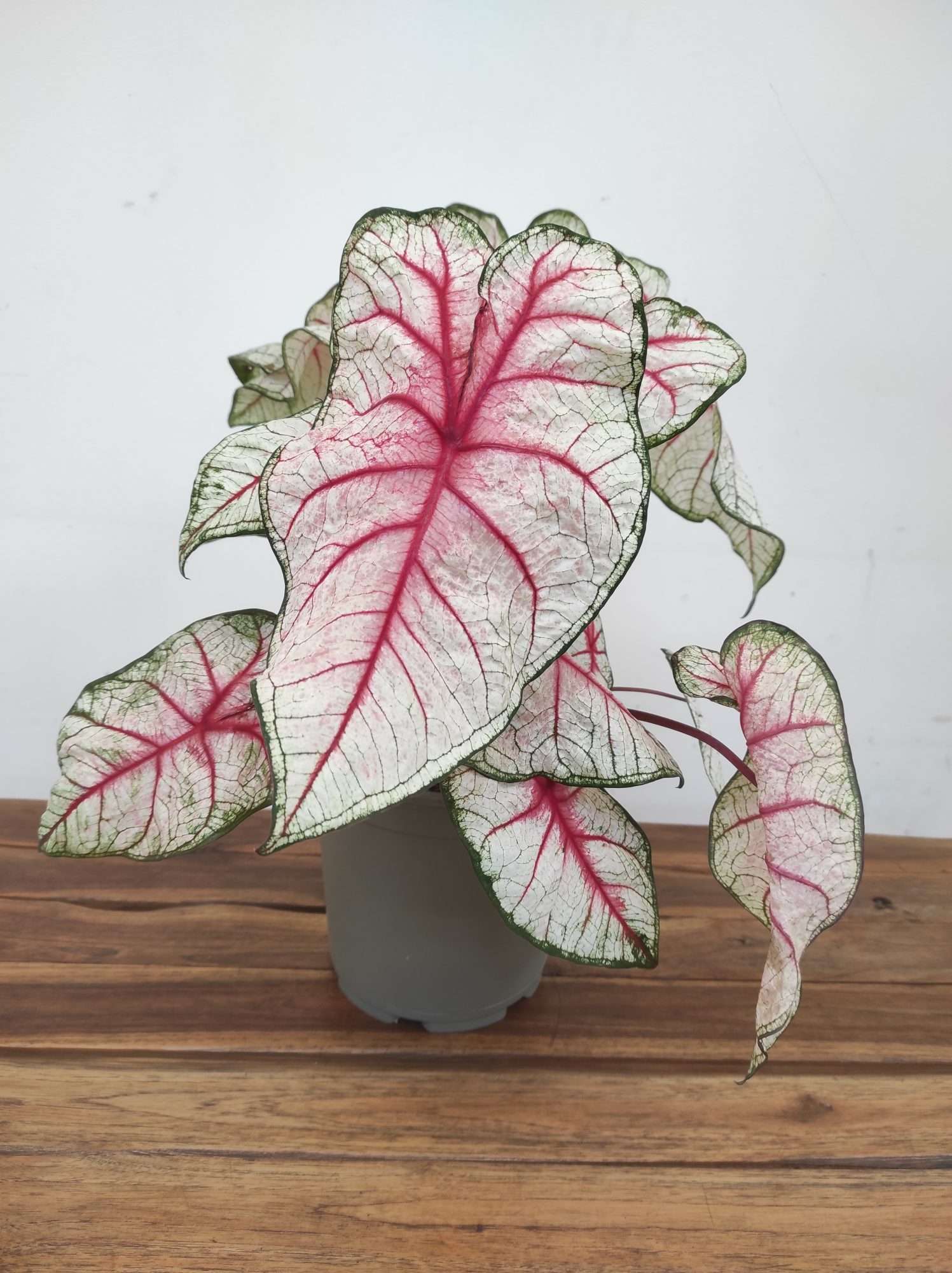 Caladium Bicolor 'Rhapsody'
